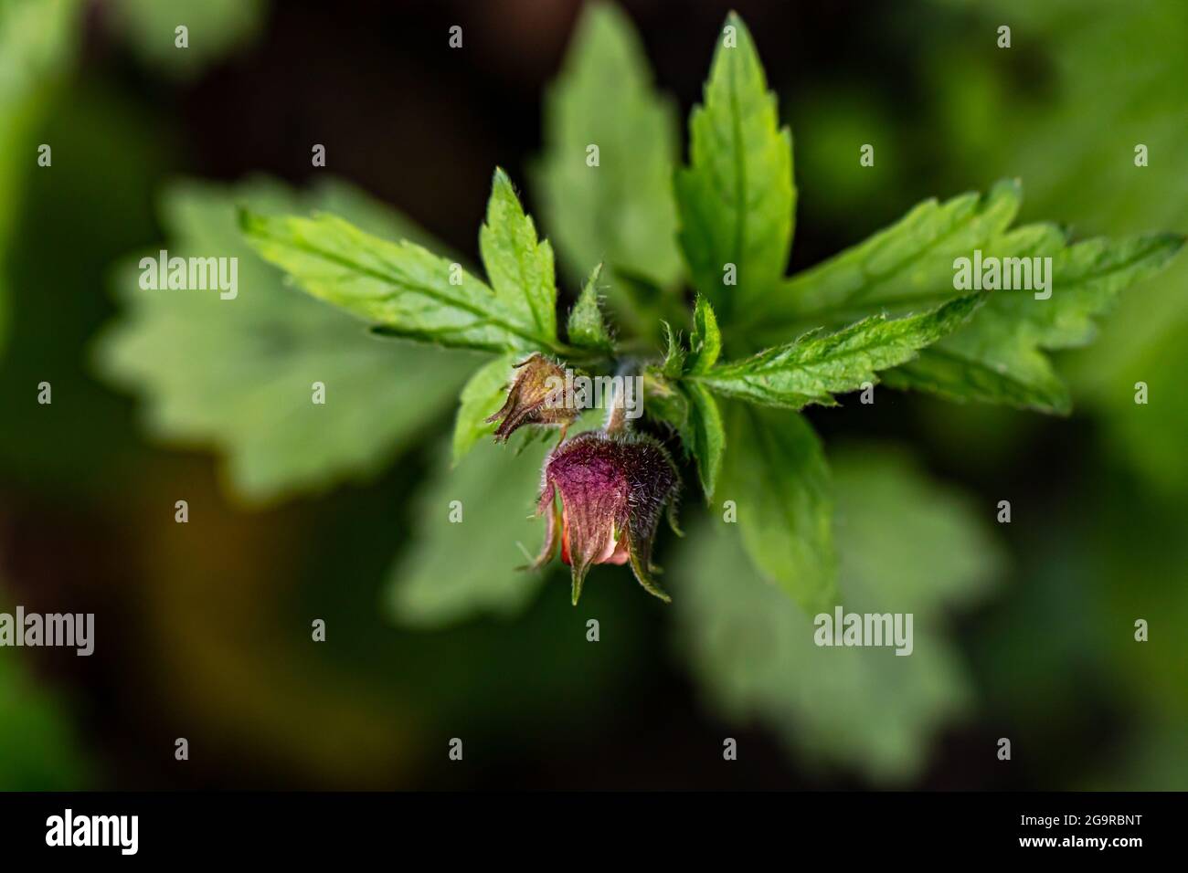 Geum rivale flower growing in forest, close up Stock Photo