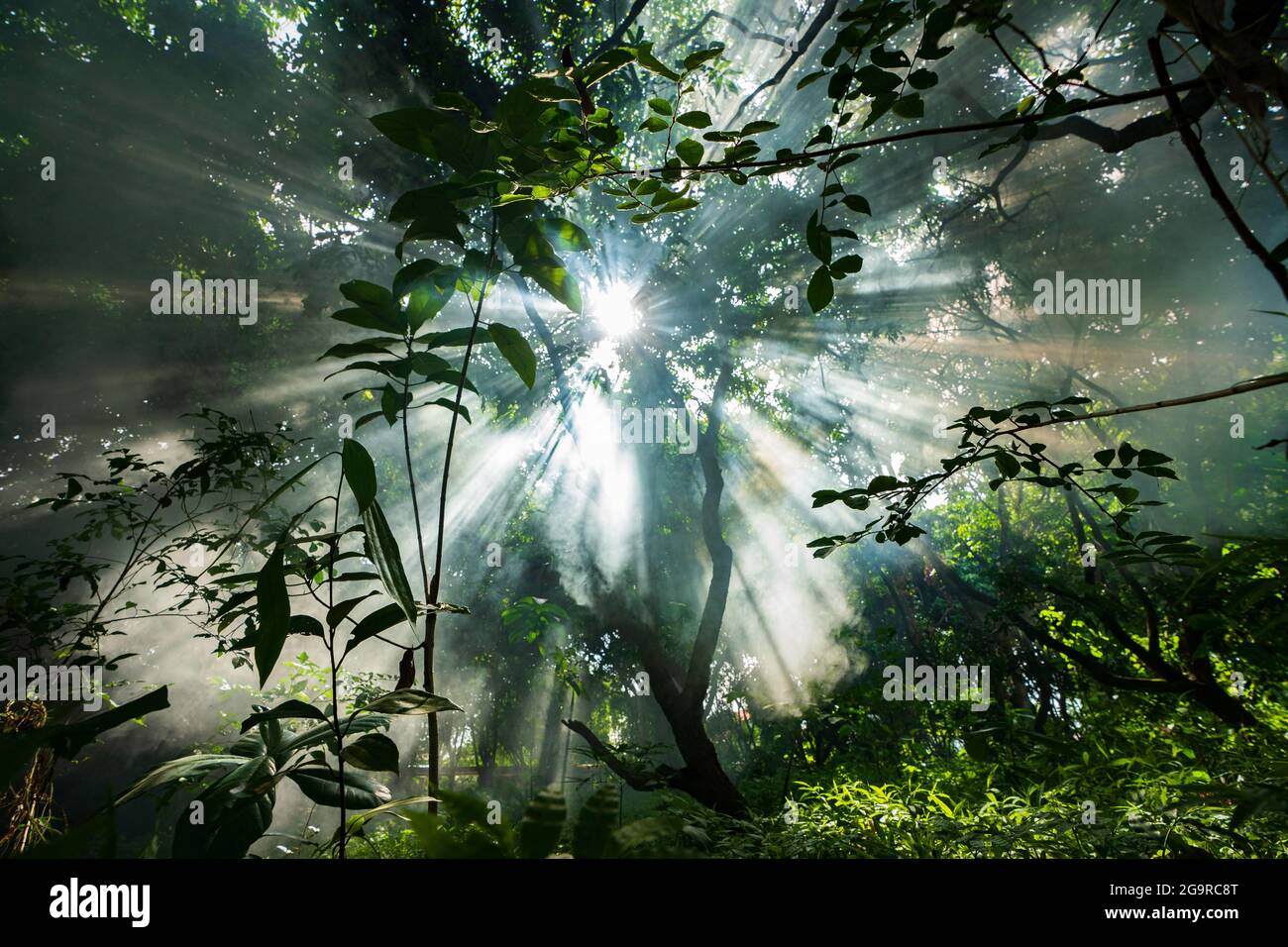 Misty forest with rays of light through trees Stock Photo - Alamy