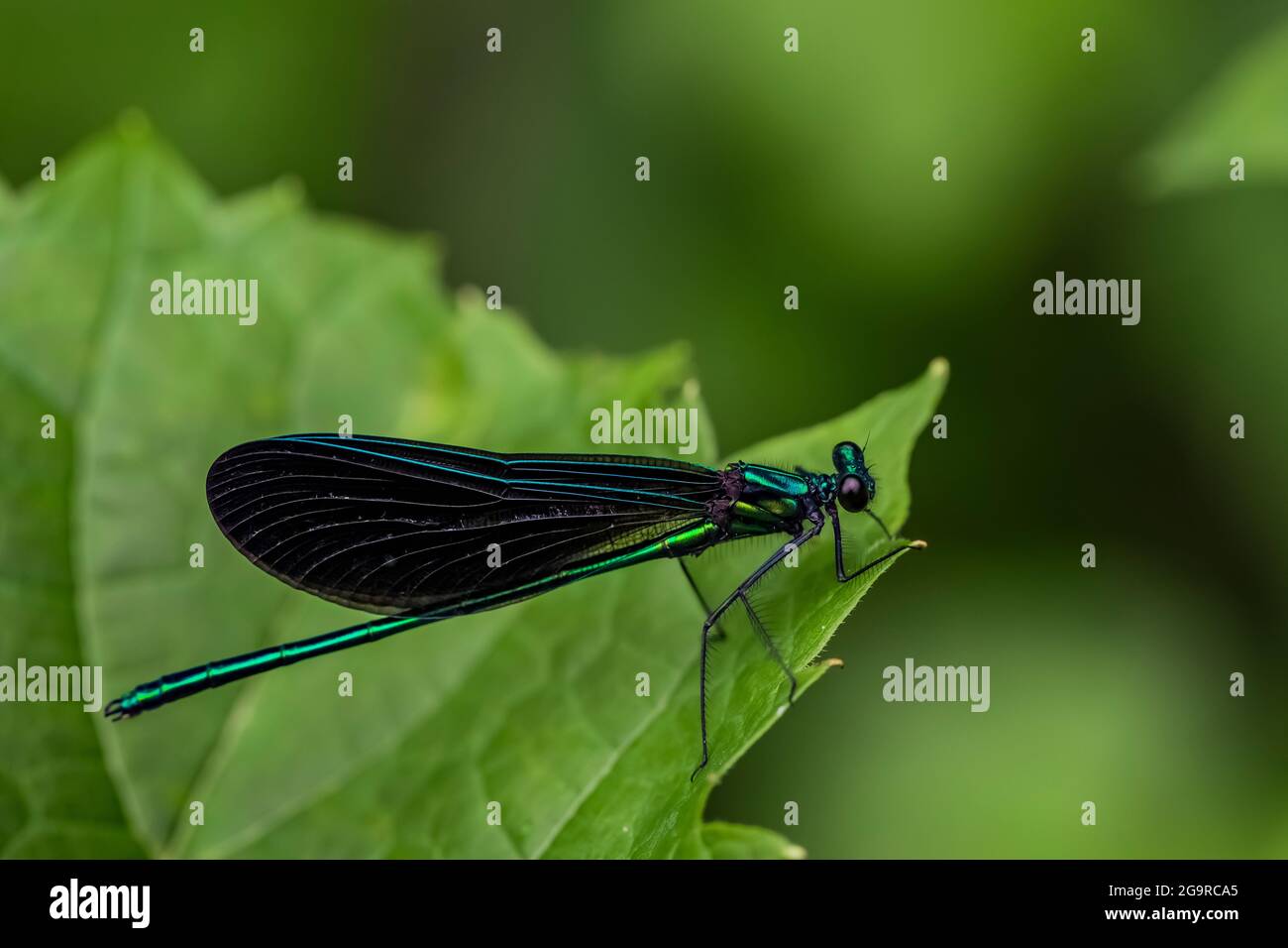 Black-wnged Damselfly, Calopteryx maculata, resting on a leaf in the sun In Grand River Community Park near Lansing, Michigan, USA Stock Photo