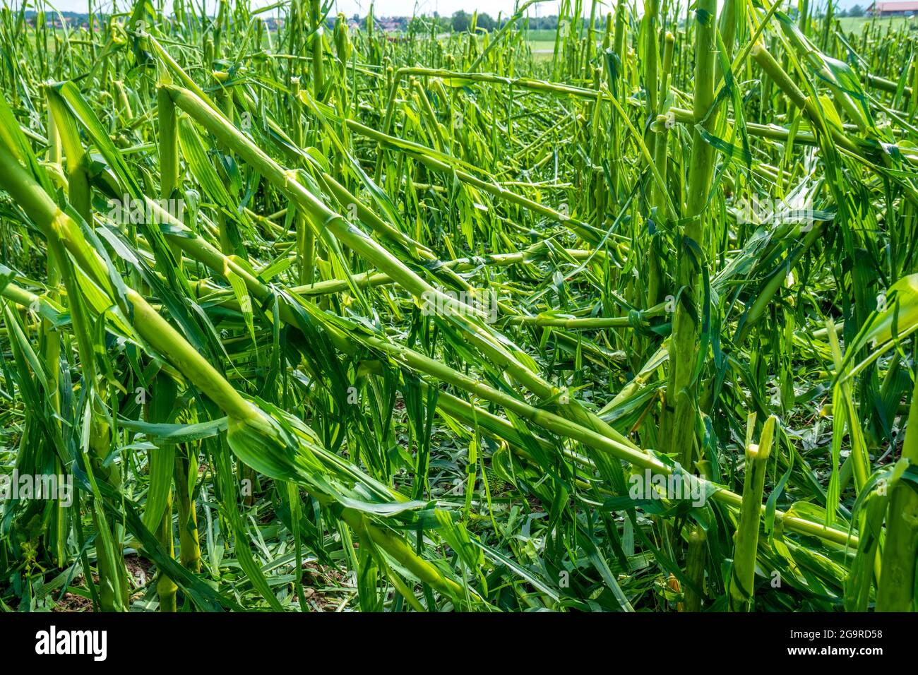 Hagelschaden und Starkregen zerstört Landwirtschaft in Bayern nördlich von Murnau Stock Photo