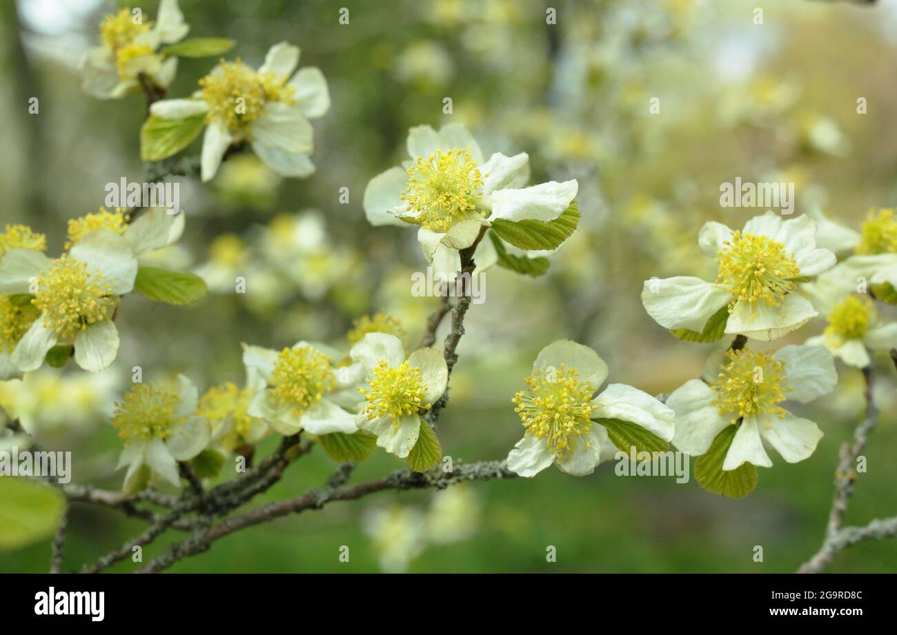 Parrotiopsis jacquemontiana. Flowers of the deciduous small Himalayan