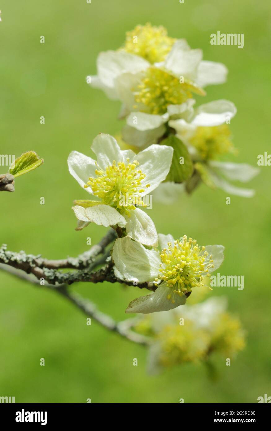 Parrotiopsis jacquemontiana. Flowers of the deciduous small Himalayan