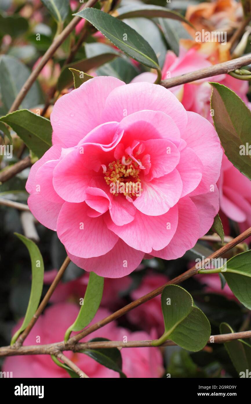 Camellia 'Elegant Beauty' flowering in spring. UK Stock Photo