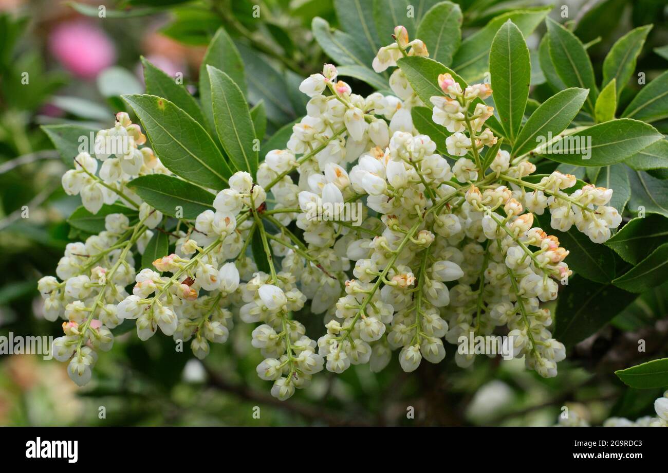 Pieris japonica 'Debutante' dwarf shrub displaying characteristic panicles of creamy  flowers in spring. UK Stock Photo