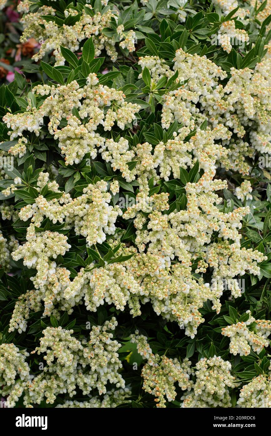 Pieris japonica 'Debutante' dwarf shrub displaying characteristic panicles of creamy  flowers in spring. UK Stock Photo