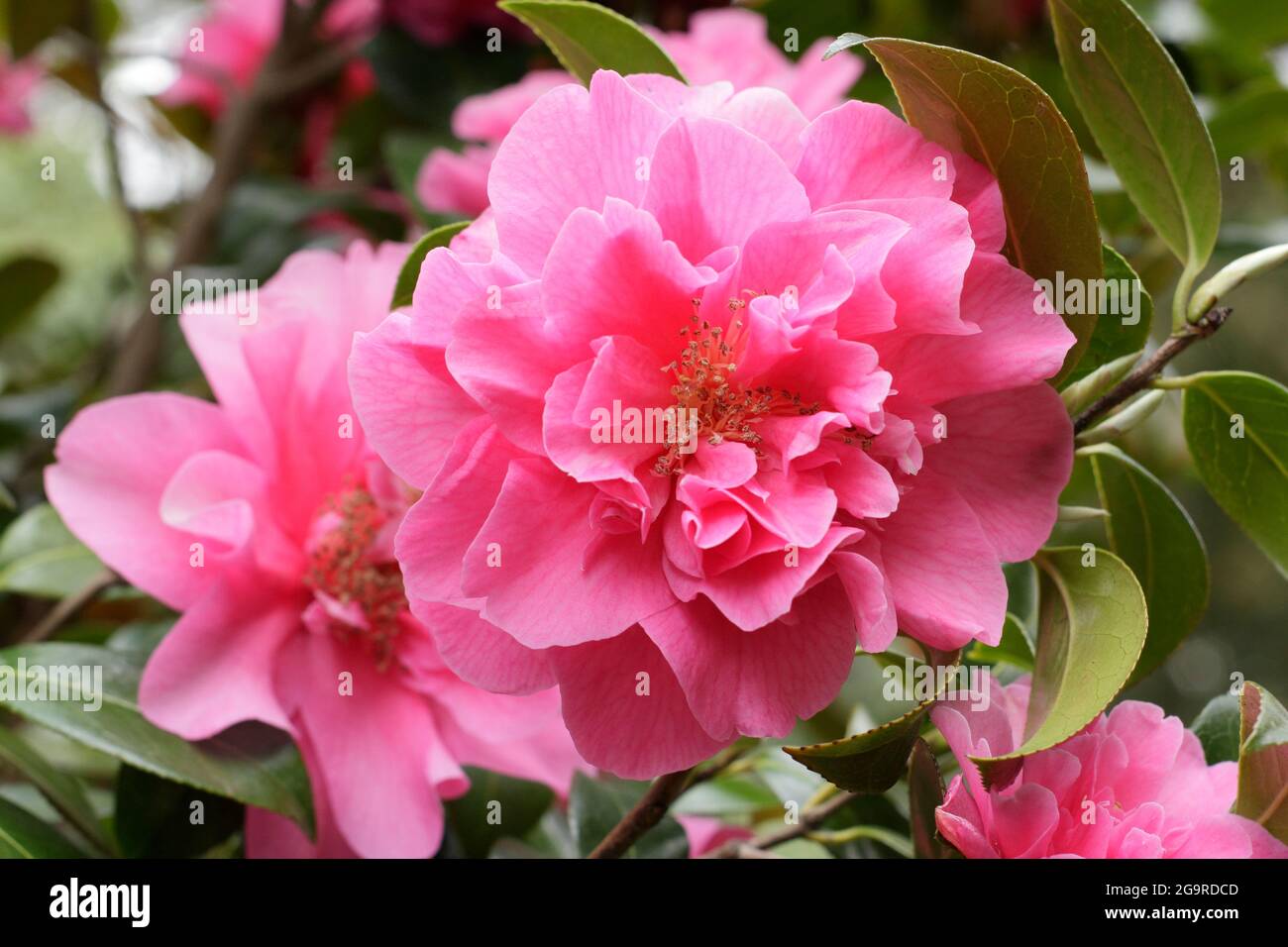 Camellia x williamsii 'Anticipation' displaying characteristic double pink blossoms in spring. UK Stock Photo