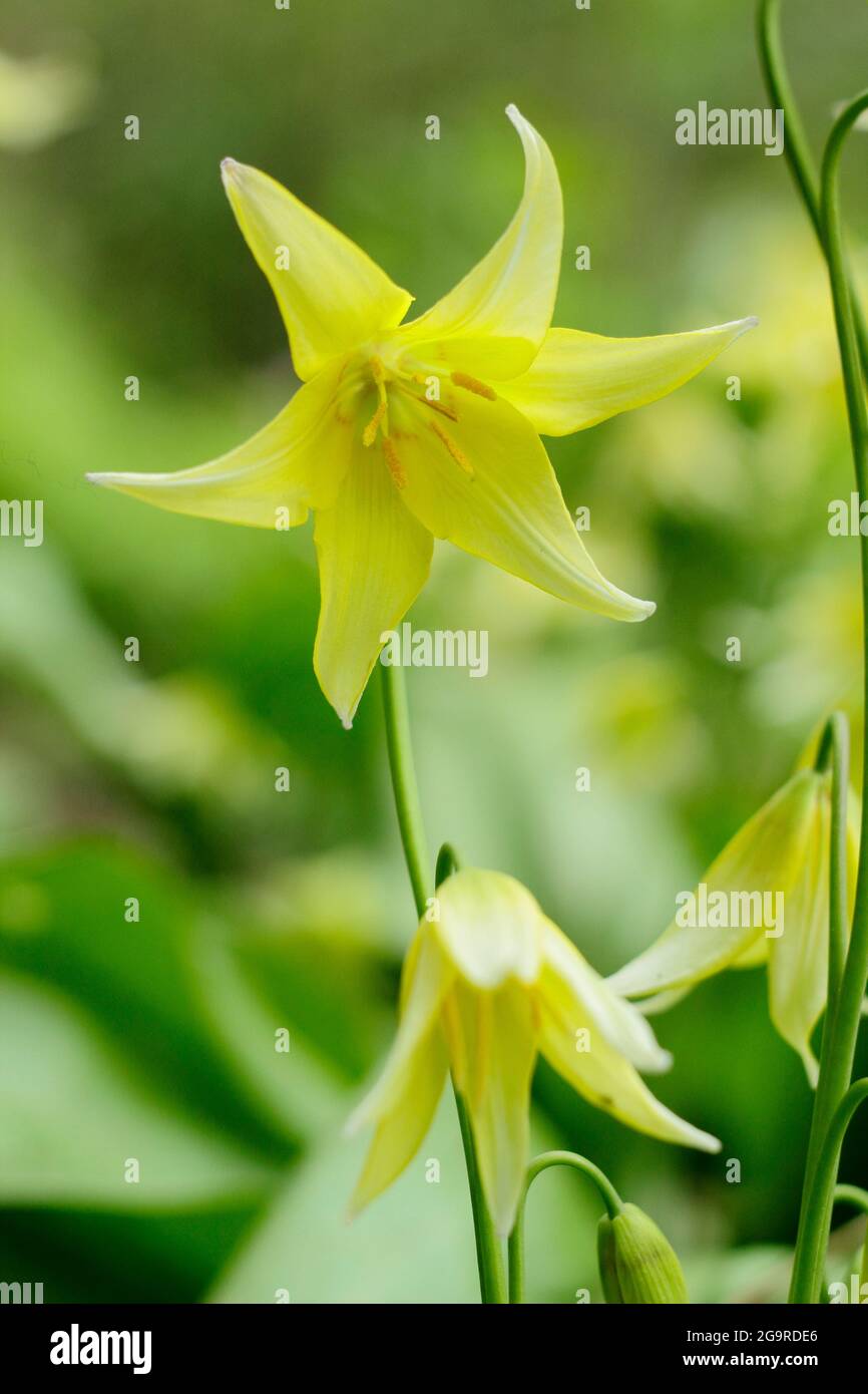 Erythronium 'Pagoda' - dog's tooth violet flowering in a shaded garden border. UK Stock Photo