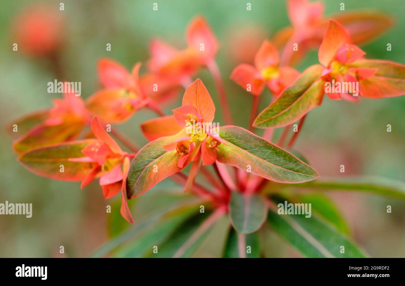Euphorbia griffithii 'Dixter' displaying characteristic orange flower clusters. UK Stock Photo