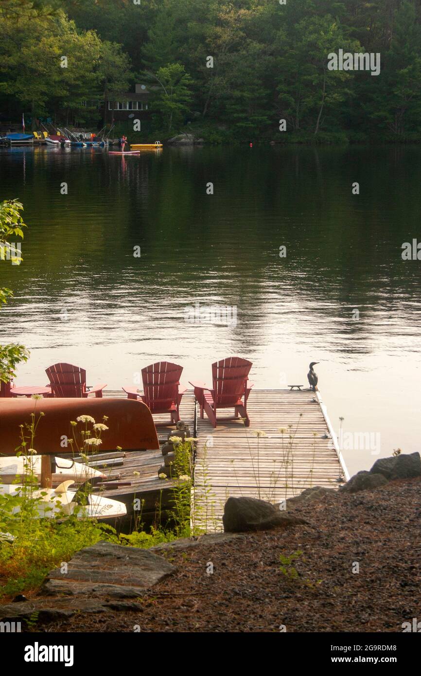 A cormorant sits on the dock of a cottage in the Muskoka region of Ontario, Canada Stock Photo