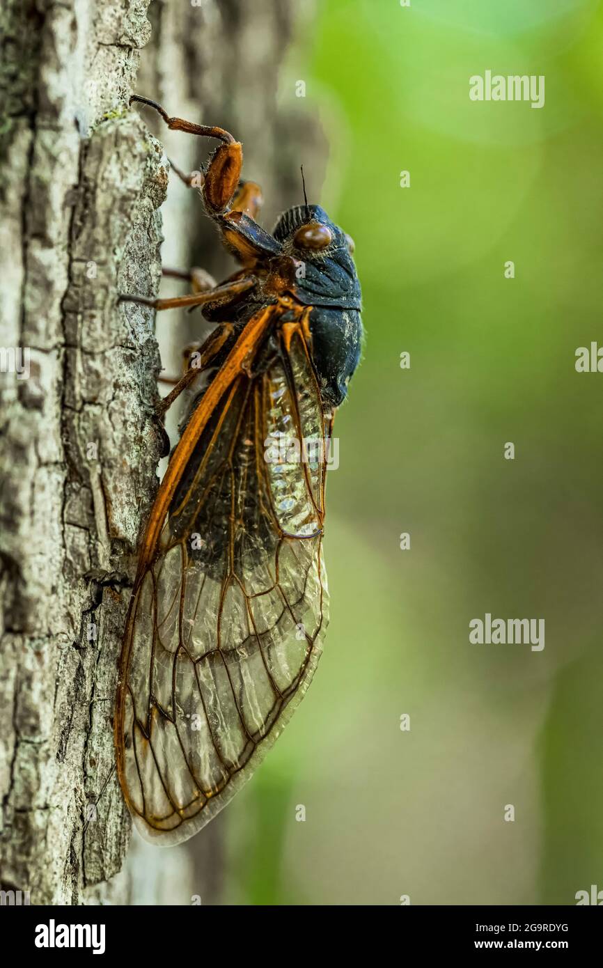 Dead cicada from Brood X, a 17-year Cicada, Magicicada sp., emerged in 