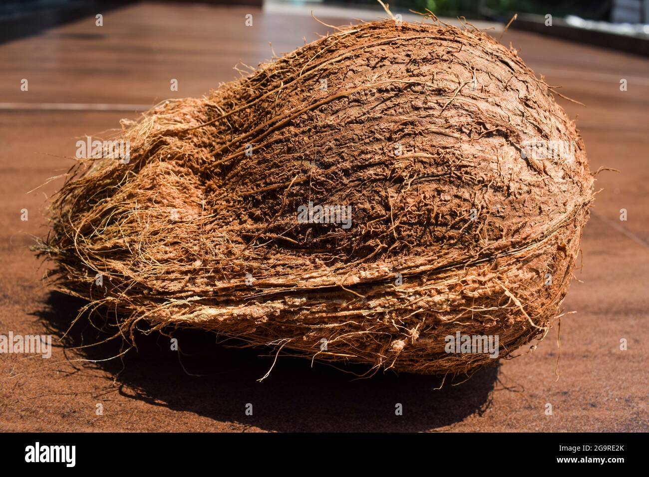 Raw brown whole hard coconut fruit vegetables from India. Also known as