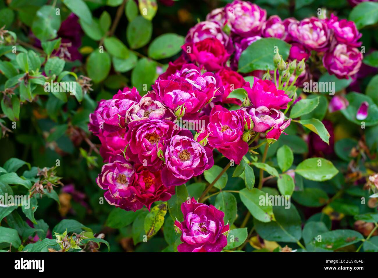 Rosa 'Cardinal Hume' roses Stock Photo - Alamy