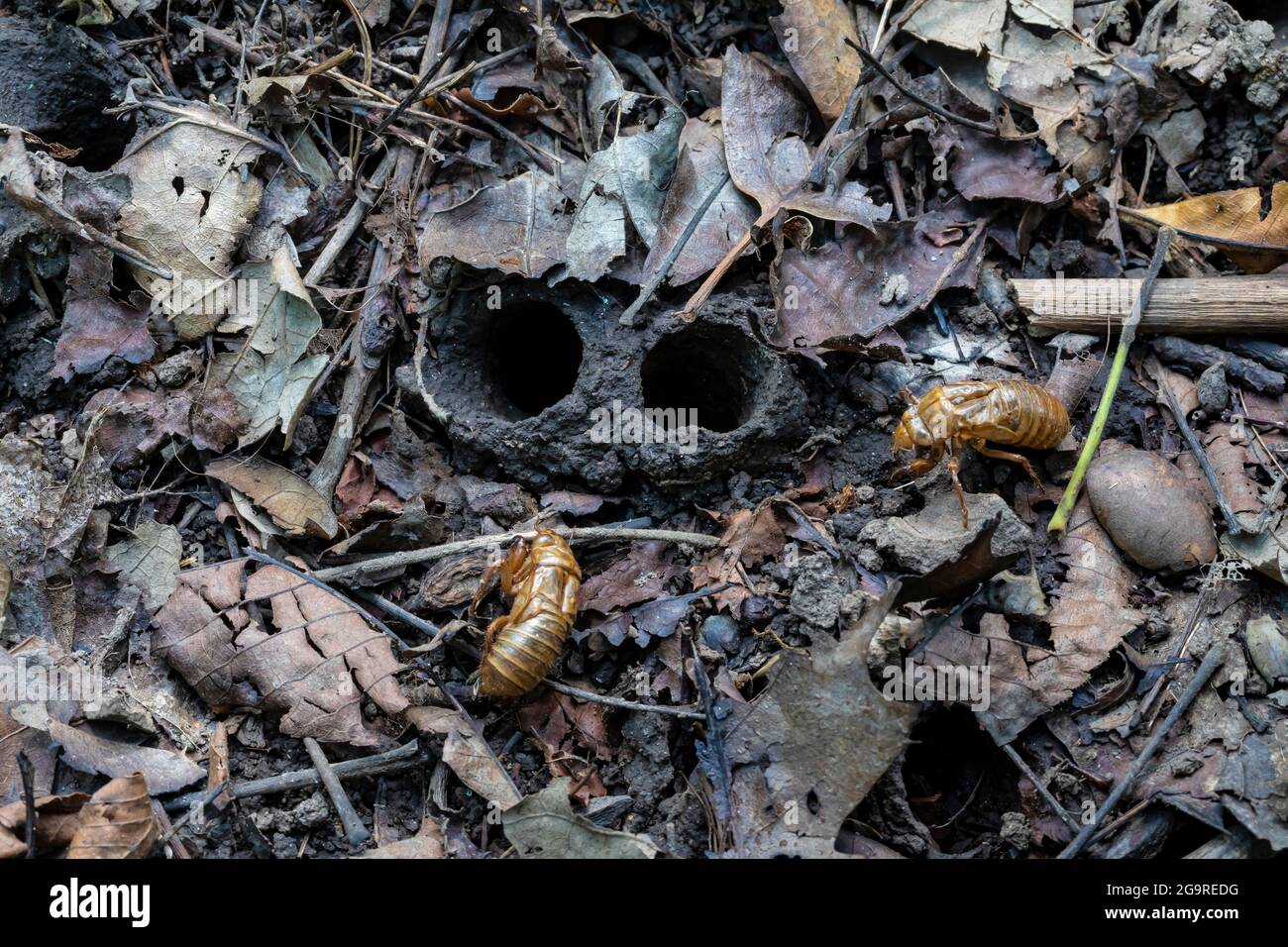 Emergence holes of the larvae, with exoskeleton, of Brood X, a 17-year Cicada, Magicicada sp., emerged in June 2021 in Cherry Hill Nature Preserve nea Stock Photo