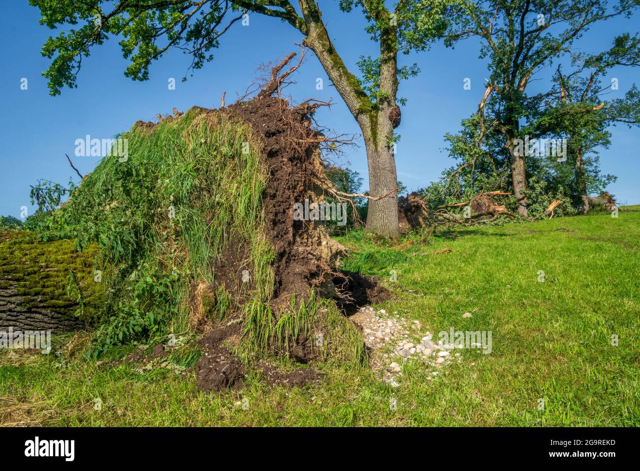 Hagelschaden und Starkregen zerstört Landwirtschaft in Bayern nördlich von Murnau, abgebrochene und entwurzelte Bäume Stock Photo