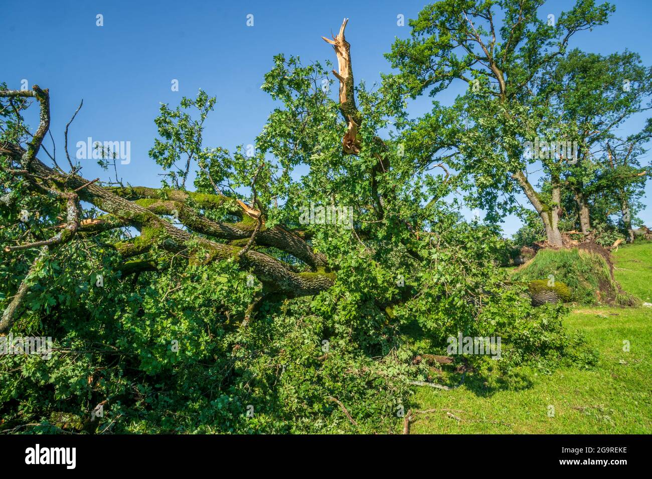 Hagelschaden und Starkregen zerstört Landwirtschaft in Bayern nördlich von Murnau, abgebrochene und entwurzelte Bäume Stock Photo