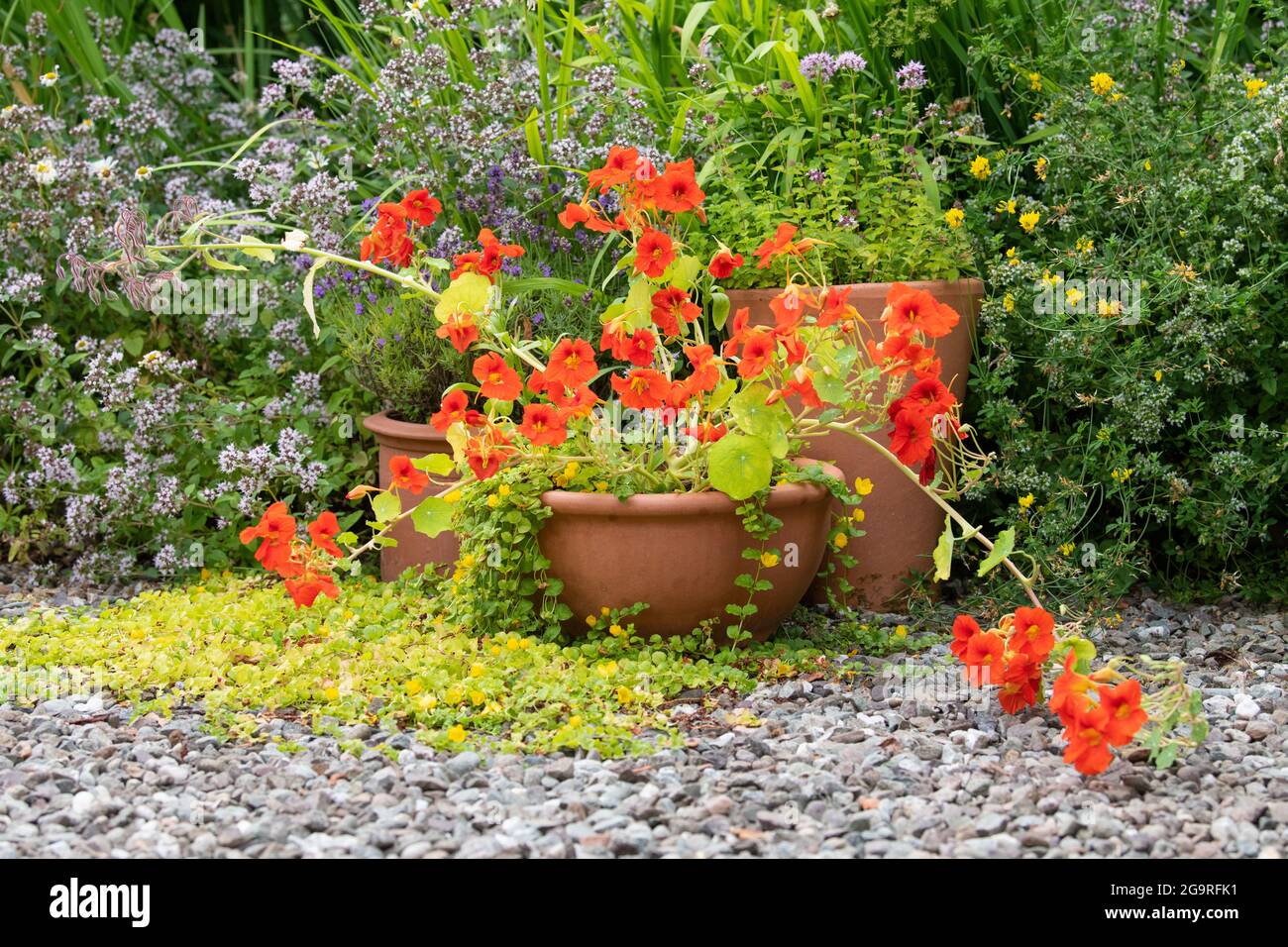 nasturtiums growing in terracotta pot in a garden planted mainly for wildlife, including marjoram, borage, lavender and birds-foot trefoil Scotland UK Stock Photo