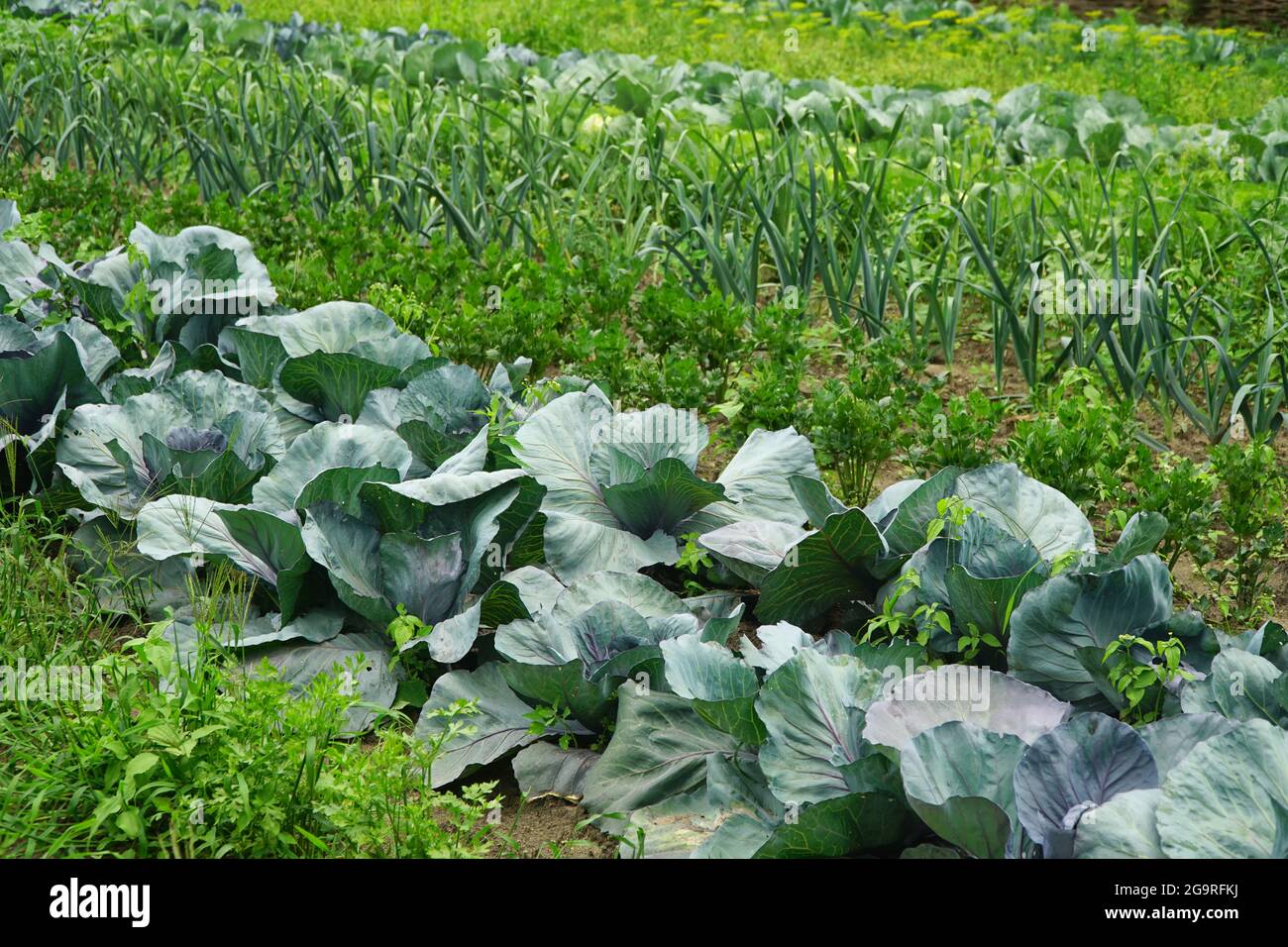 Summer Vegetable Gardens