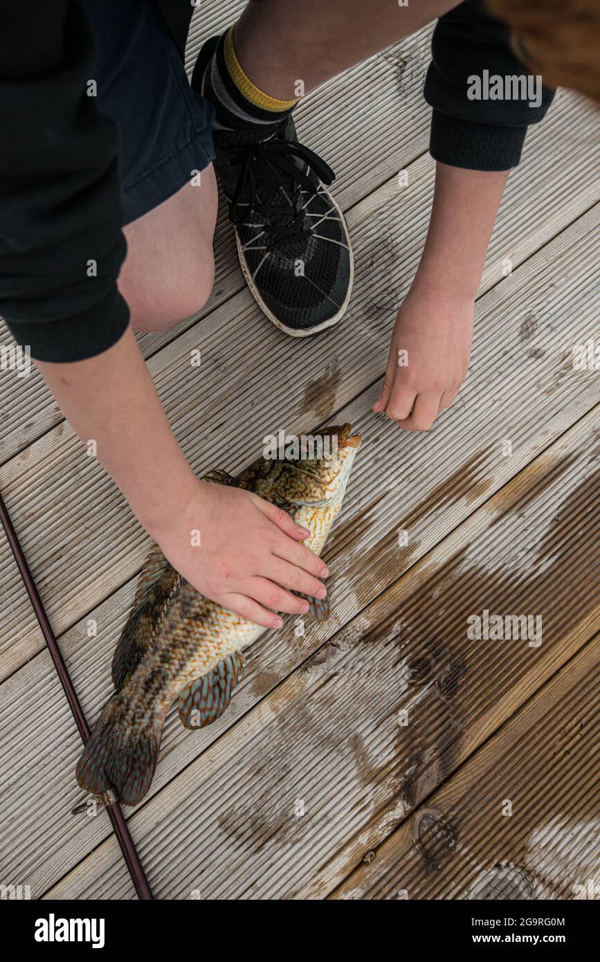 Pulling a hook out of the mouth of a freshly caught fish Stock Photo - Alamy