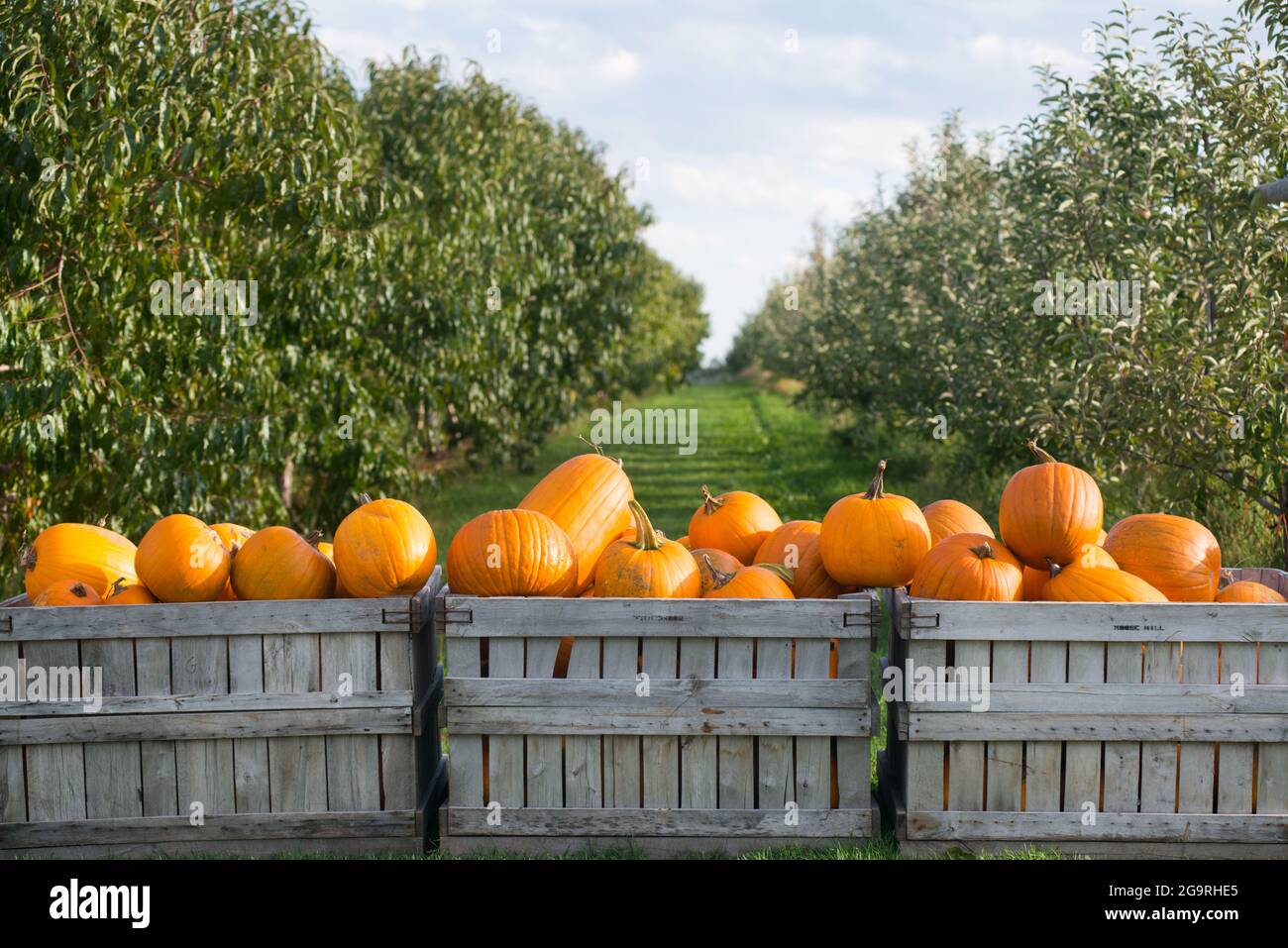 Family at halloween hires stock photography and images Alamy