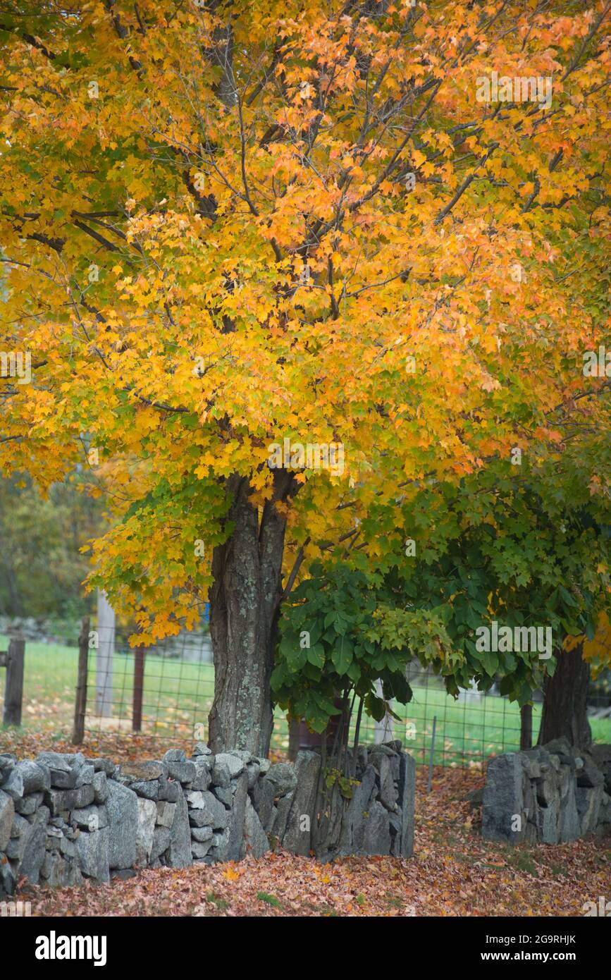Fall Foliage, Candia, New Hampshire, USA Stock Photo Alamy
