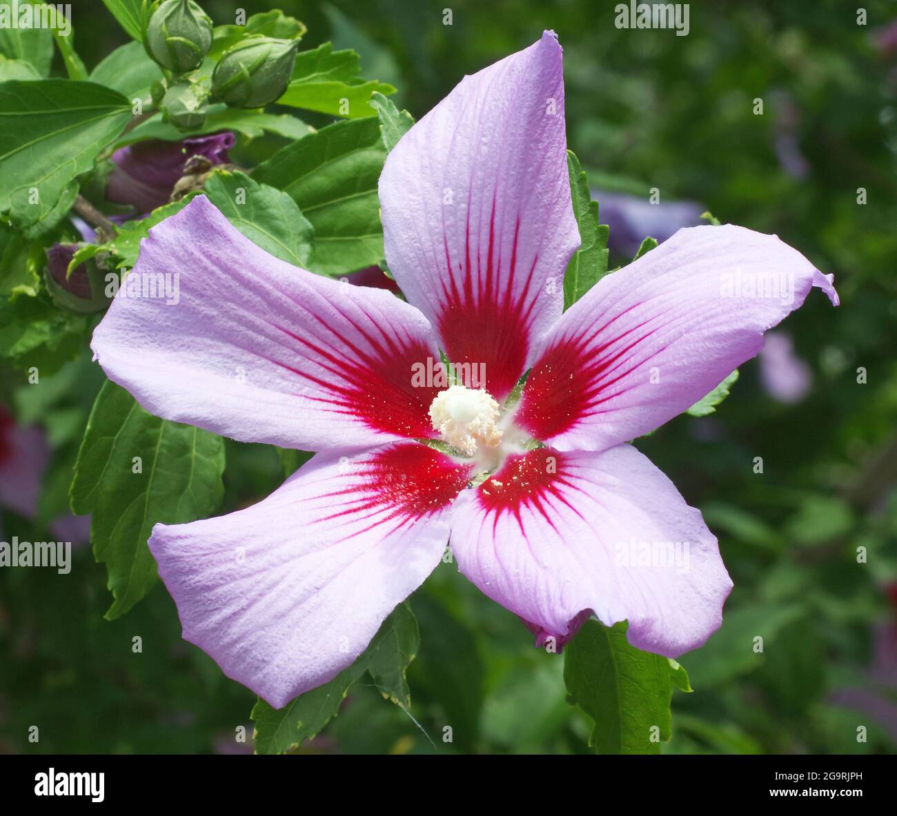 China blossom hi-res stock photography and images - Alamy