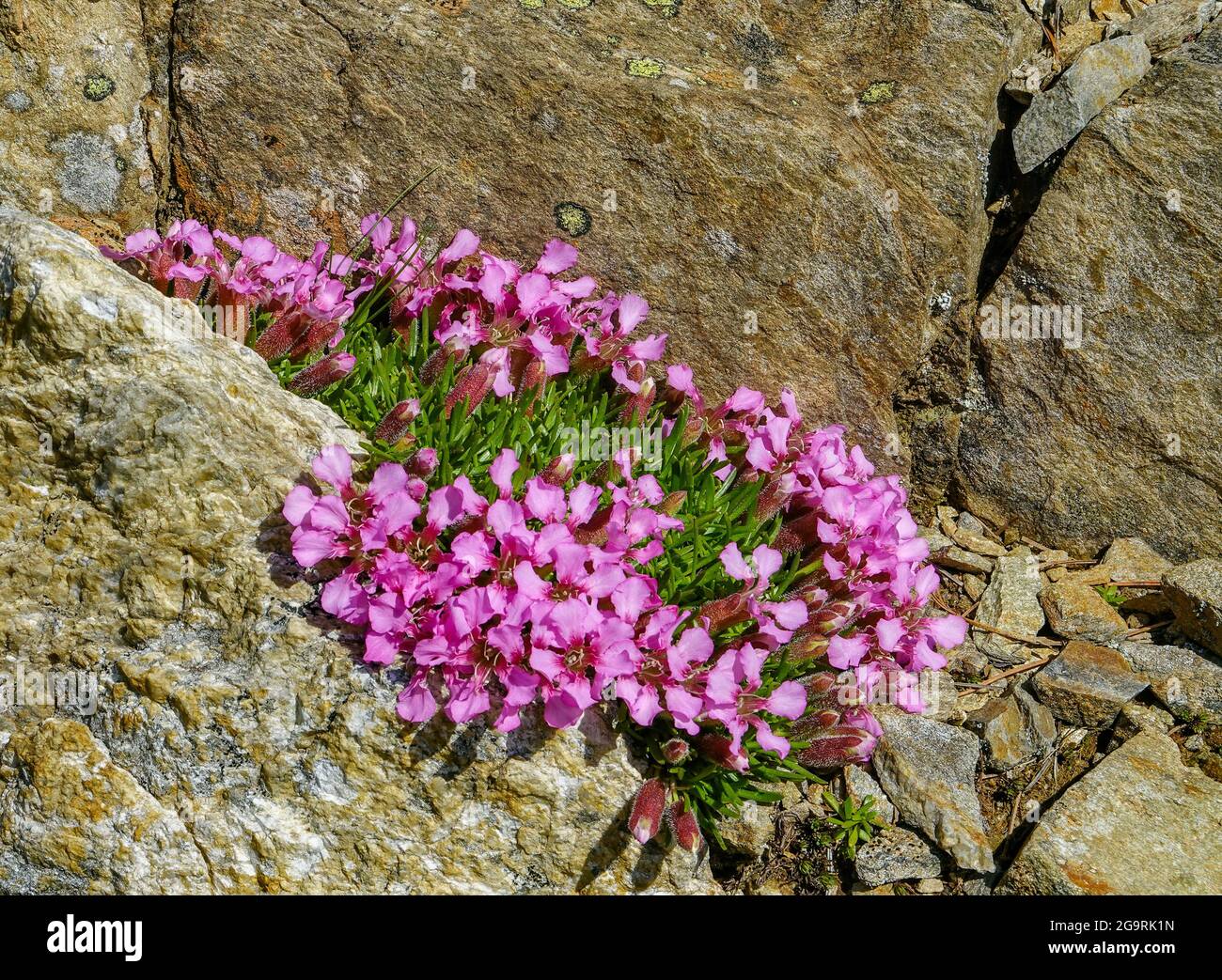 Sankt Jakob, Austria. 19th July, 2021. Saxifraga oppositifolia grows on a rock at the pass Staller Sattel (Passo Stalle) at the border to Italy in the National Park Hohe Tauern. Credit: Patrick Pleul/dpa-Zentralbild/ZB/dpa/Alamy Live News Stock Photo