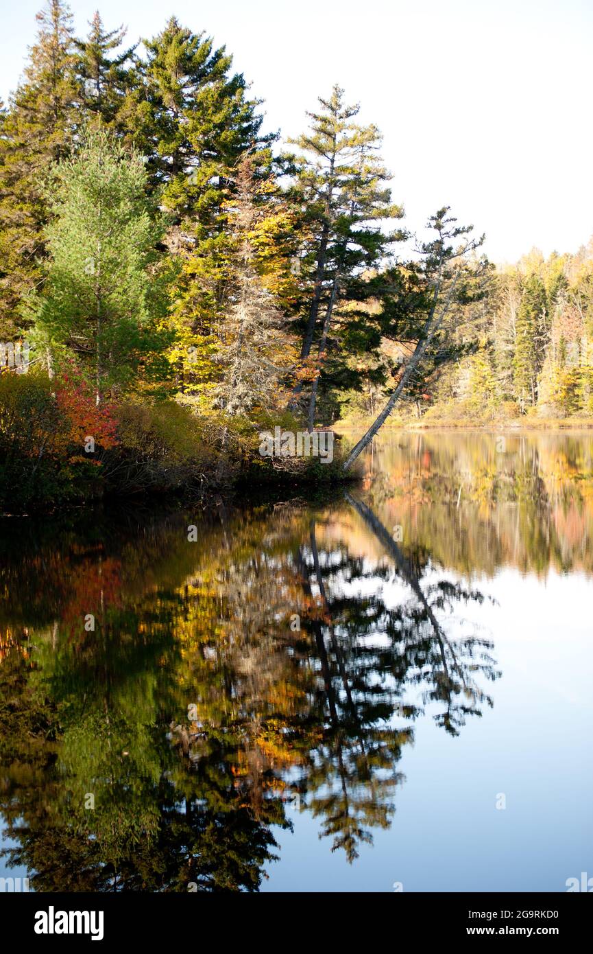 Fall Foliage Beside the Androscoggin River, Errol, New Hampshire, USA