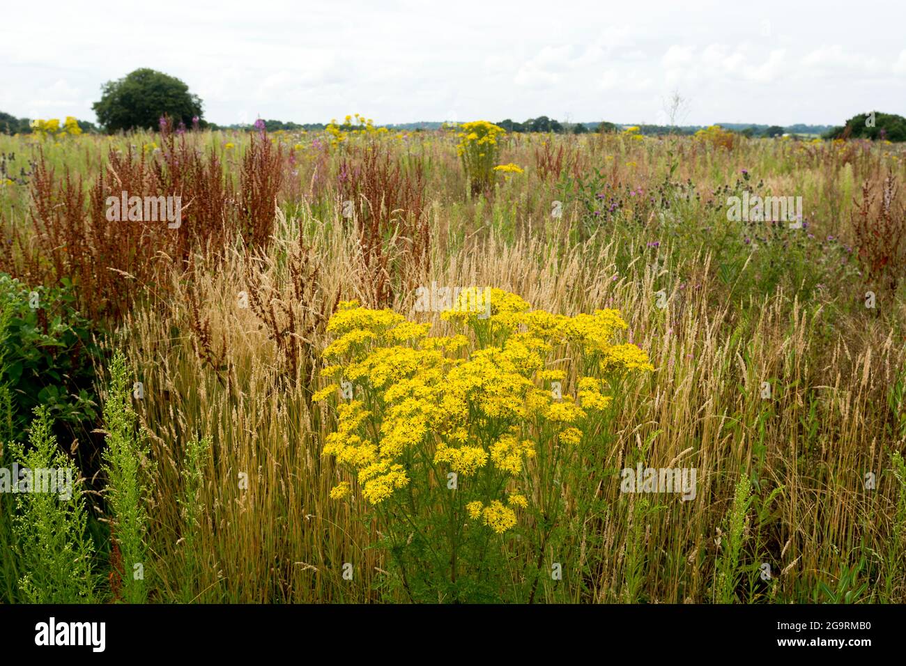 Agricultural land, uncultivated and covered in weed, Warwickshire, UK Stock Photo