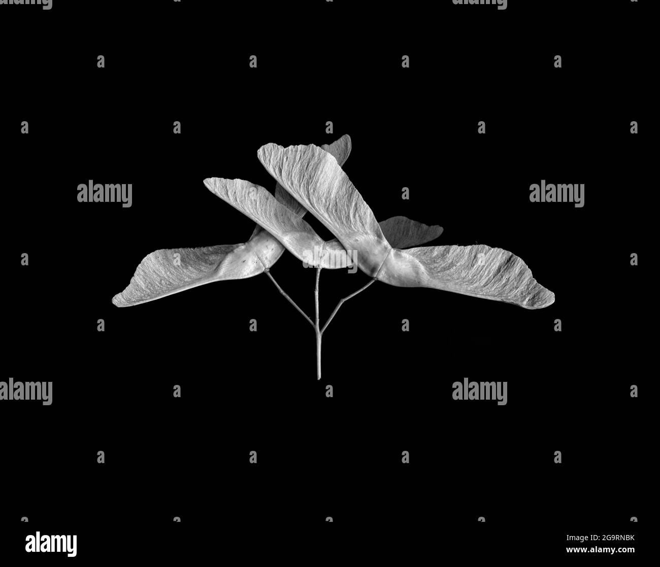 Acer garden tree Black and White Stock Photos & Images - Alamy