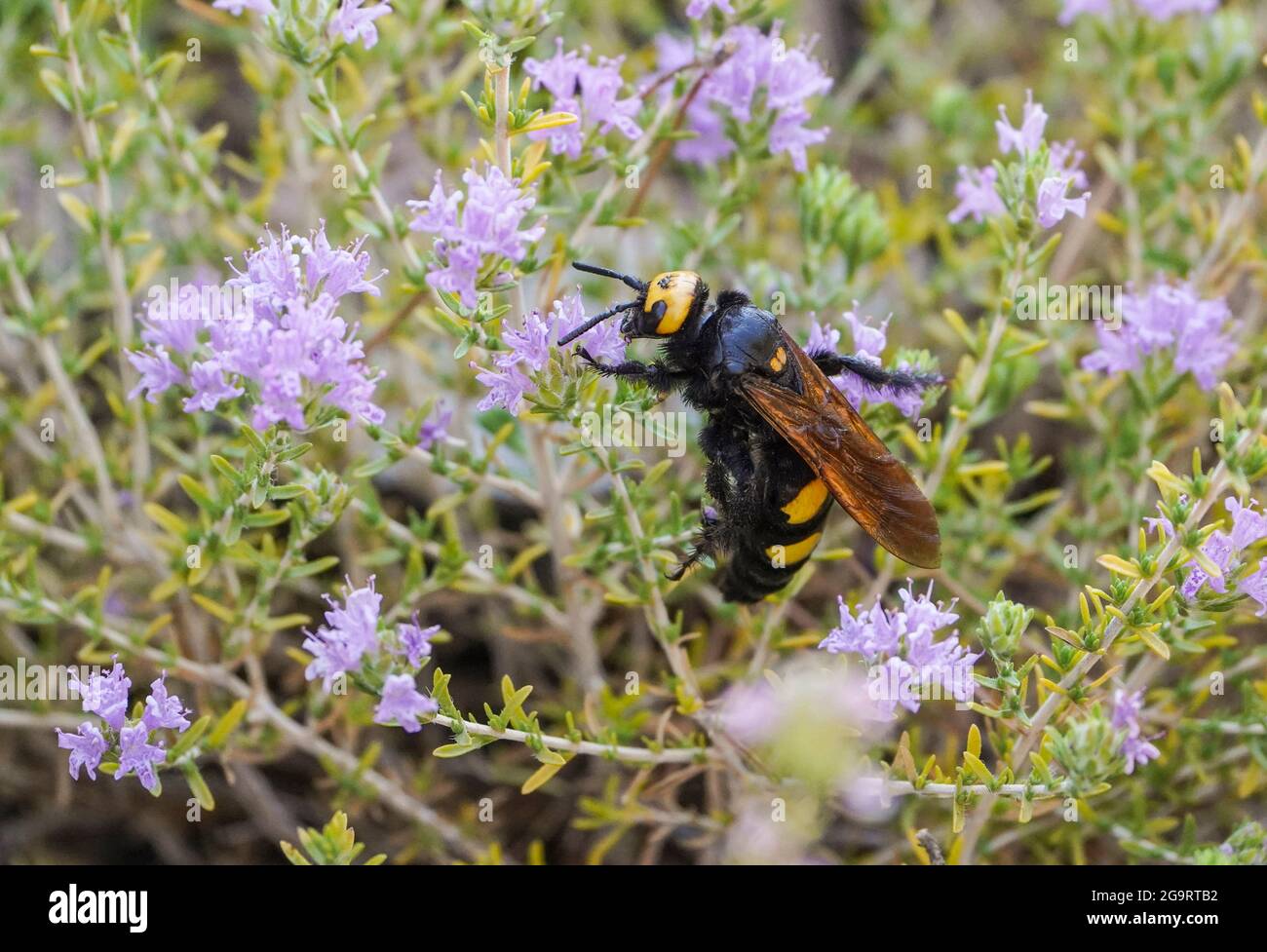 Mammoth wasp (Megascolia maculata) large wasp (the largest in Europe) feeding on Thyme, Andalucia, Spain. Stock Photo