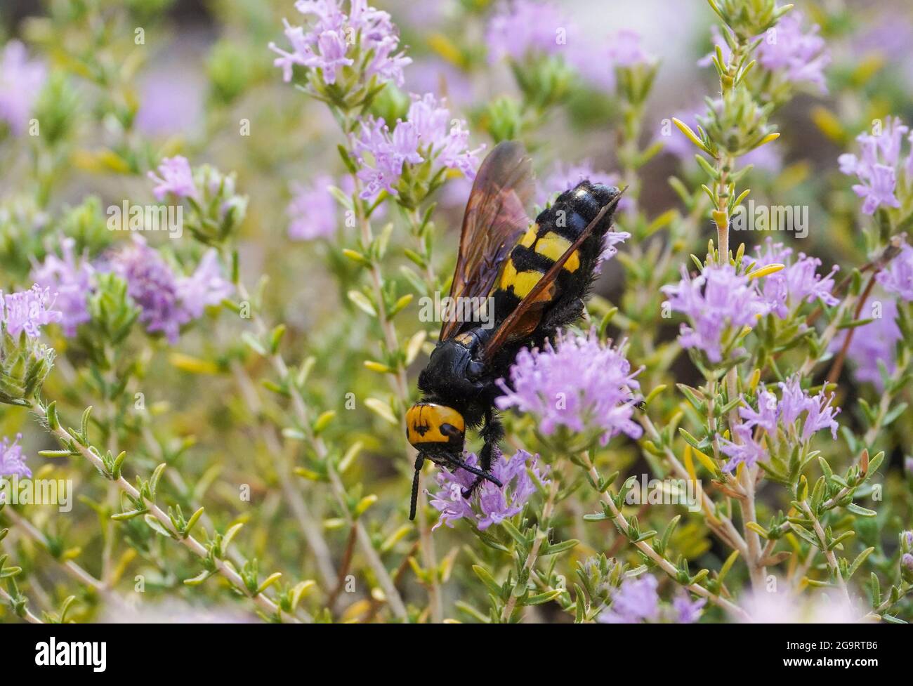 Mammoth wasp (Megascolia maculata) large wasp (the largest in Europe) feeding on Thyme, Andalucia, Spain. Stock Photo