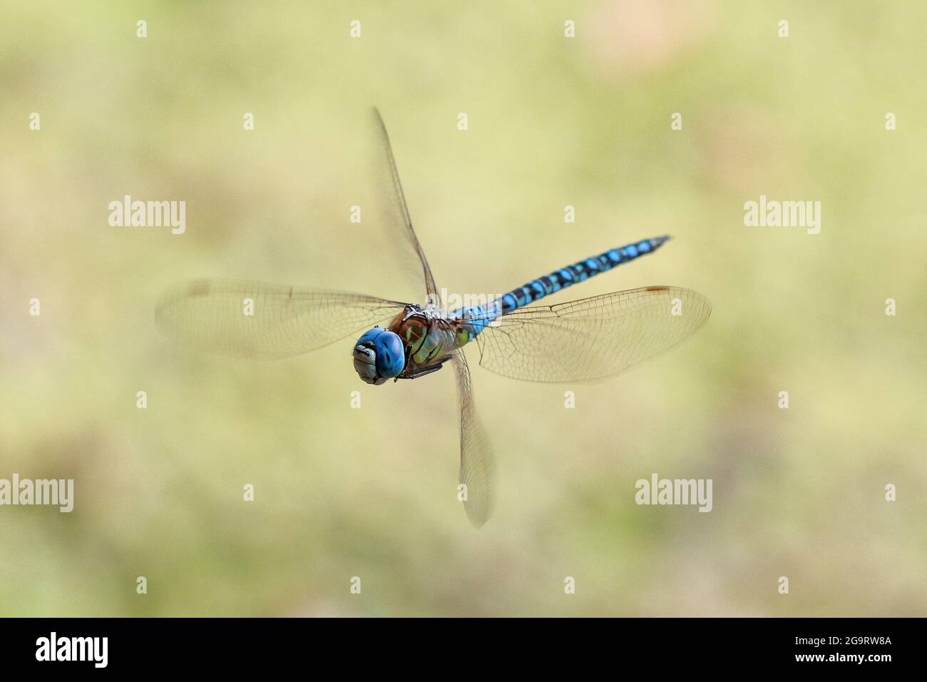 blue-eyed hawker (Aeshna affinis) male flying in natural habitat Stock Photo