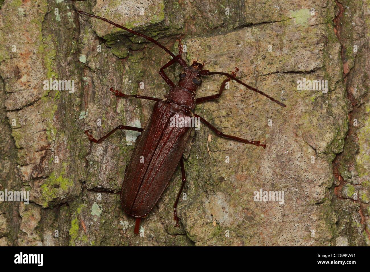 Aegosoma scabricorne - long-horned beetles female in natural habitat Stock Photo