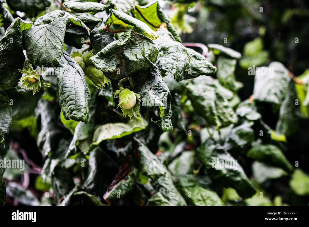 Young hazelnut or filbert, cobnut grow on tree. Green hazelnut on