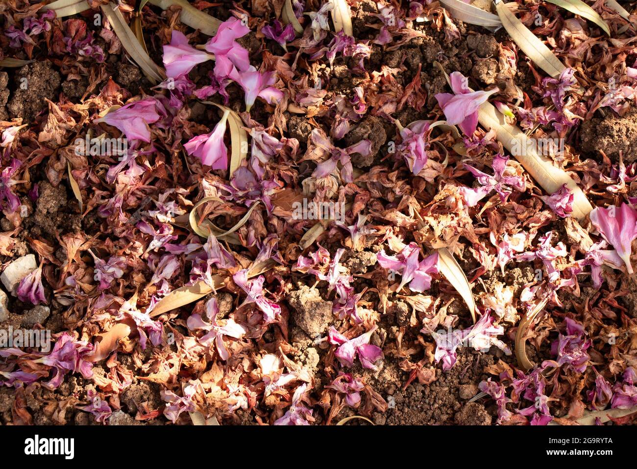 Fallen trampled oleander flowers on the ground soil in the summer Stock Photo
