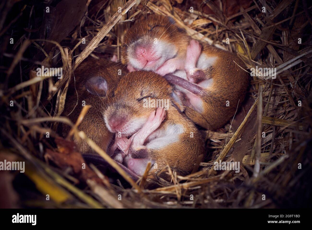 Baby mice sleeping in nest in funny position (Mus musculus Stock Photo -  Alamy