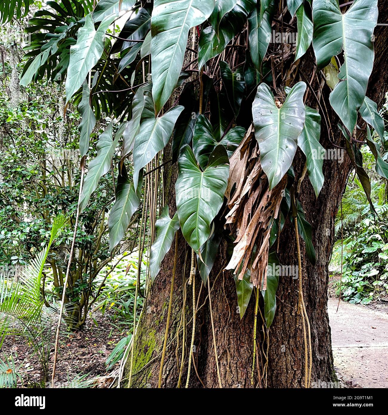 A tree with philodendron vines and large leaves on it at a botanical garden  in Florida Stock Photo - Alamy