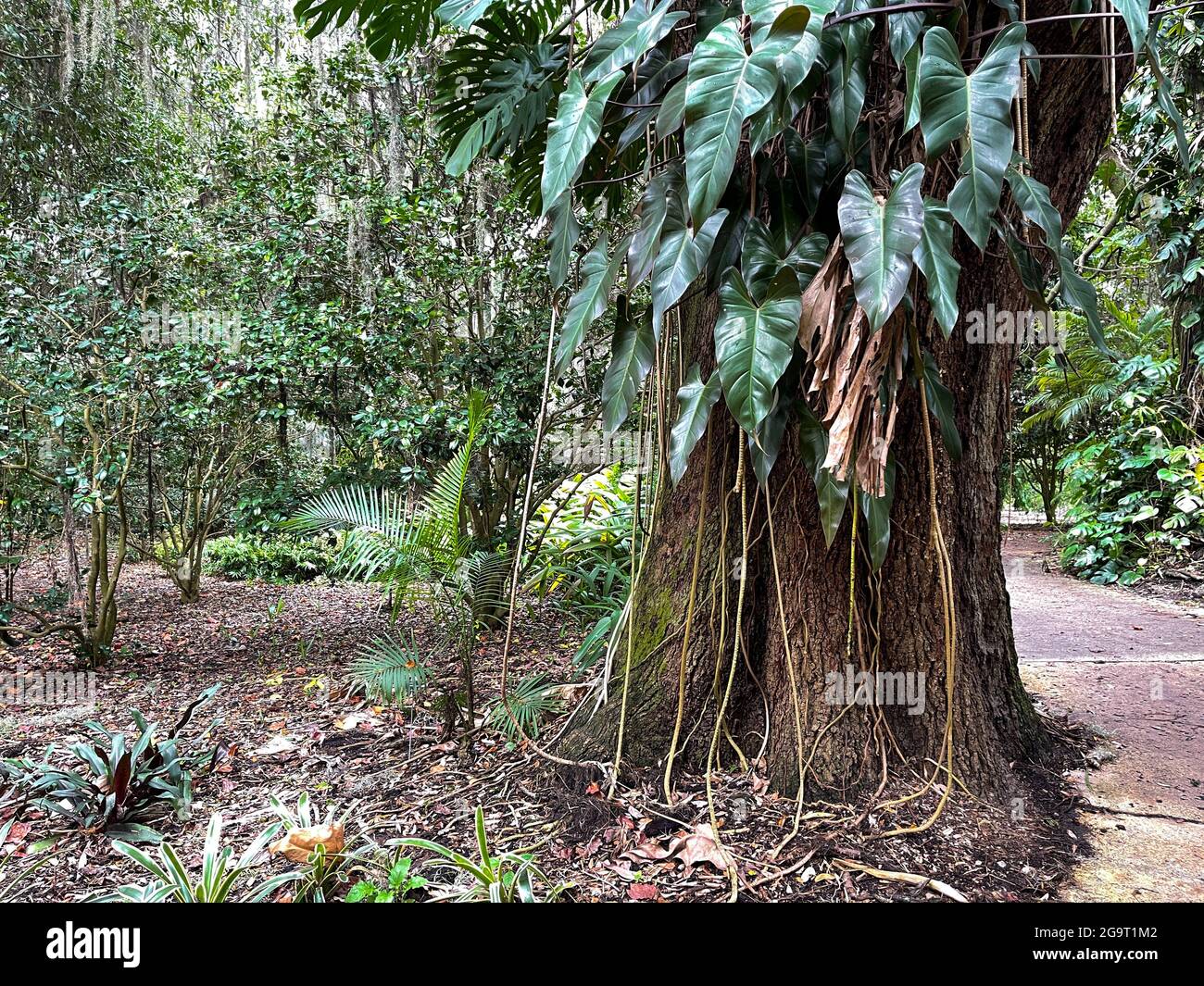 A tree with philodendron vines and large leaves on it at a botanical garden  in Florida Stock Photo - Alamy