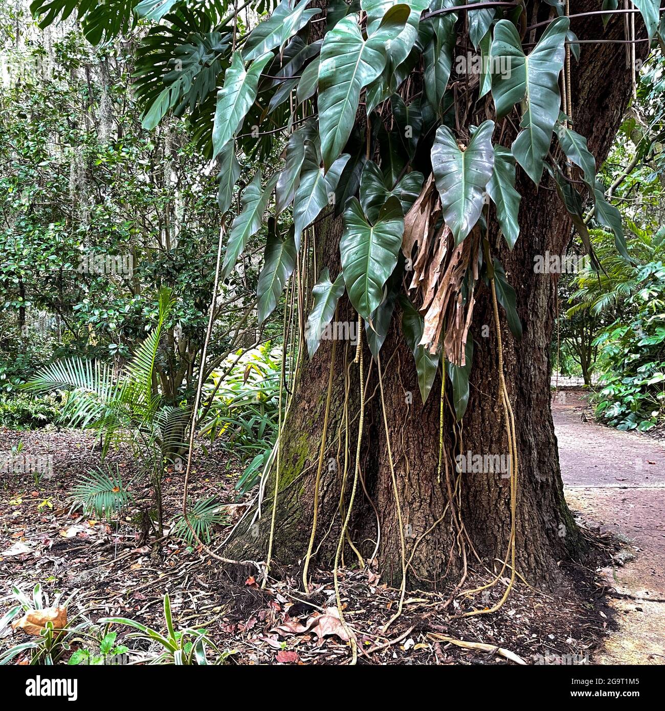 erubescens philodendron Philodendron Majesty main image 0