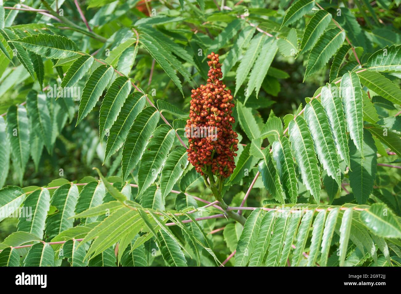 Wild Sumac plant in Wisconsin Stock Photo Alamy