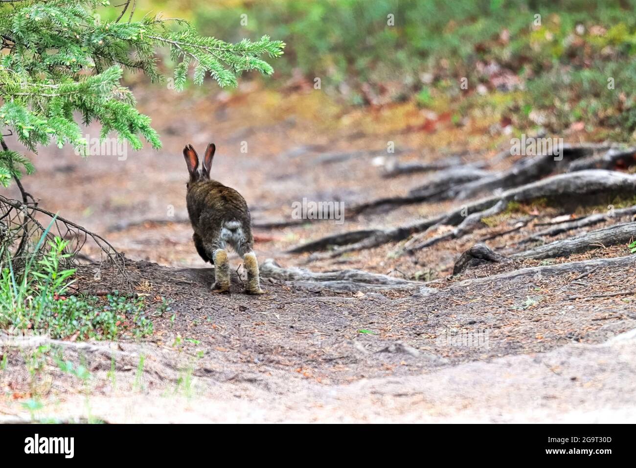 A small bunny hops away along a gravel path Stock Photo