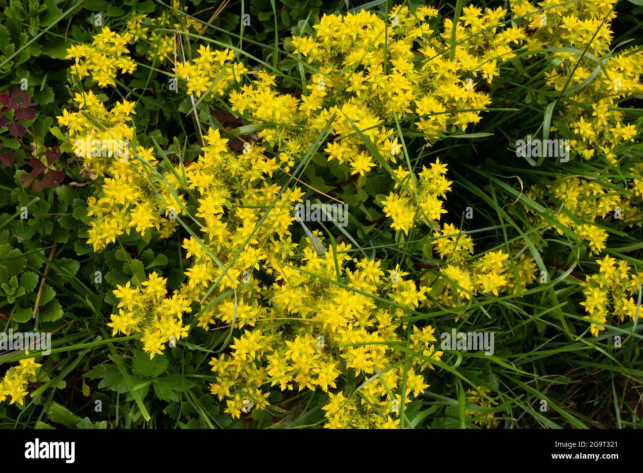 Sedum acre, commonly known as golden moss saxifrage, ochitok is a perennial flowering plant. Stock Photo