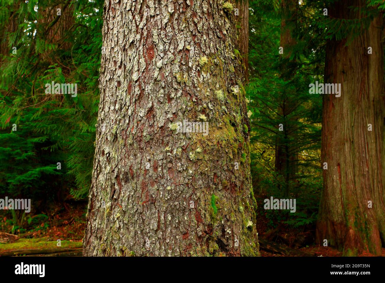 a exterior picture of an Pacific Northwest rainforest with a old growth