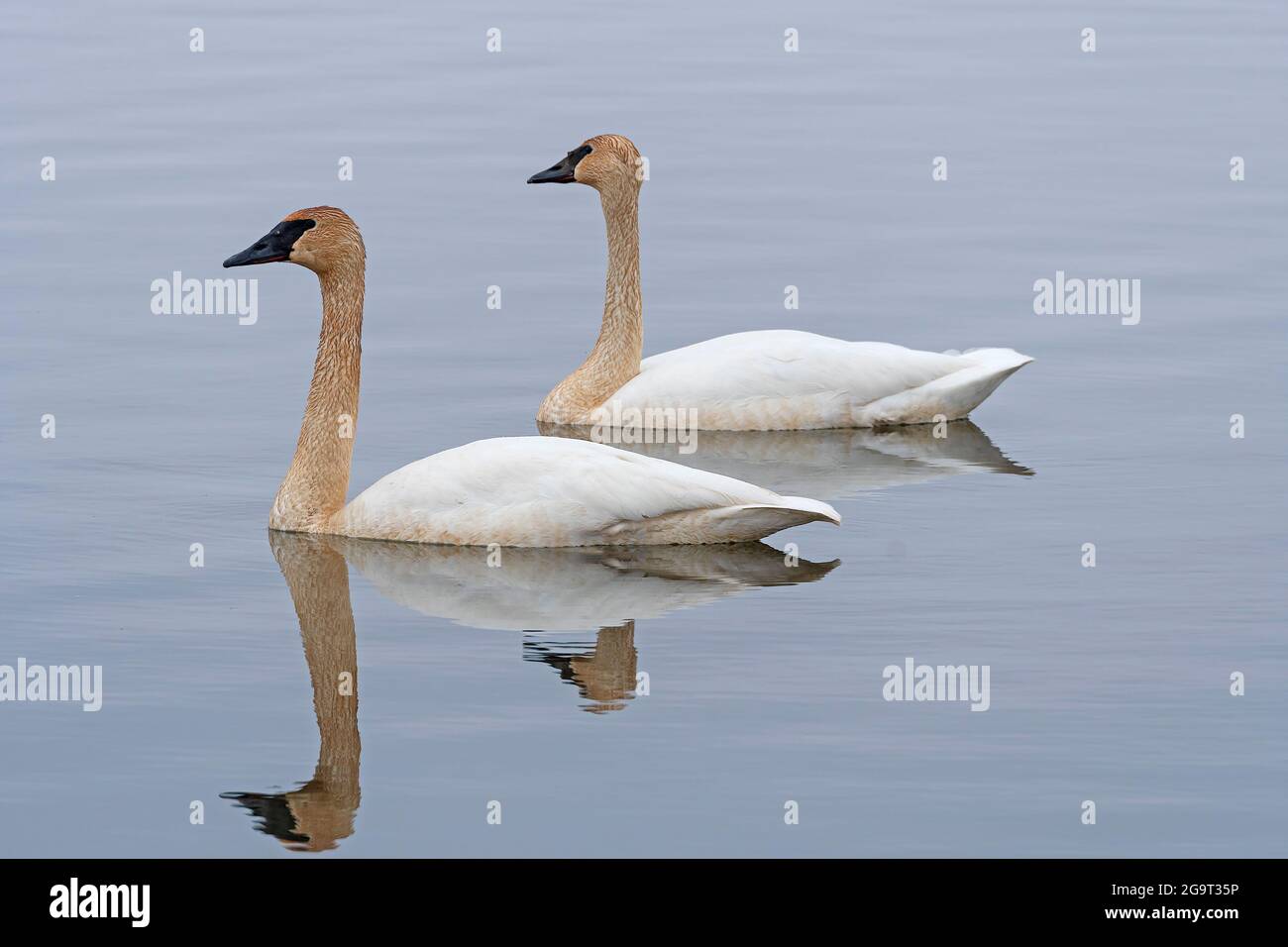 A Pair of Migrating Tundra Swans on the Mississippi Flyway on Spring Lake on the Mississippi River Stock Photo