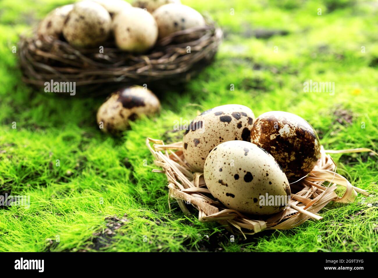 Bird eggs in nest on green grass background Stock Photo - Alamy