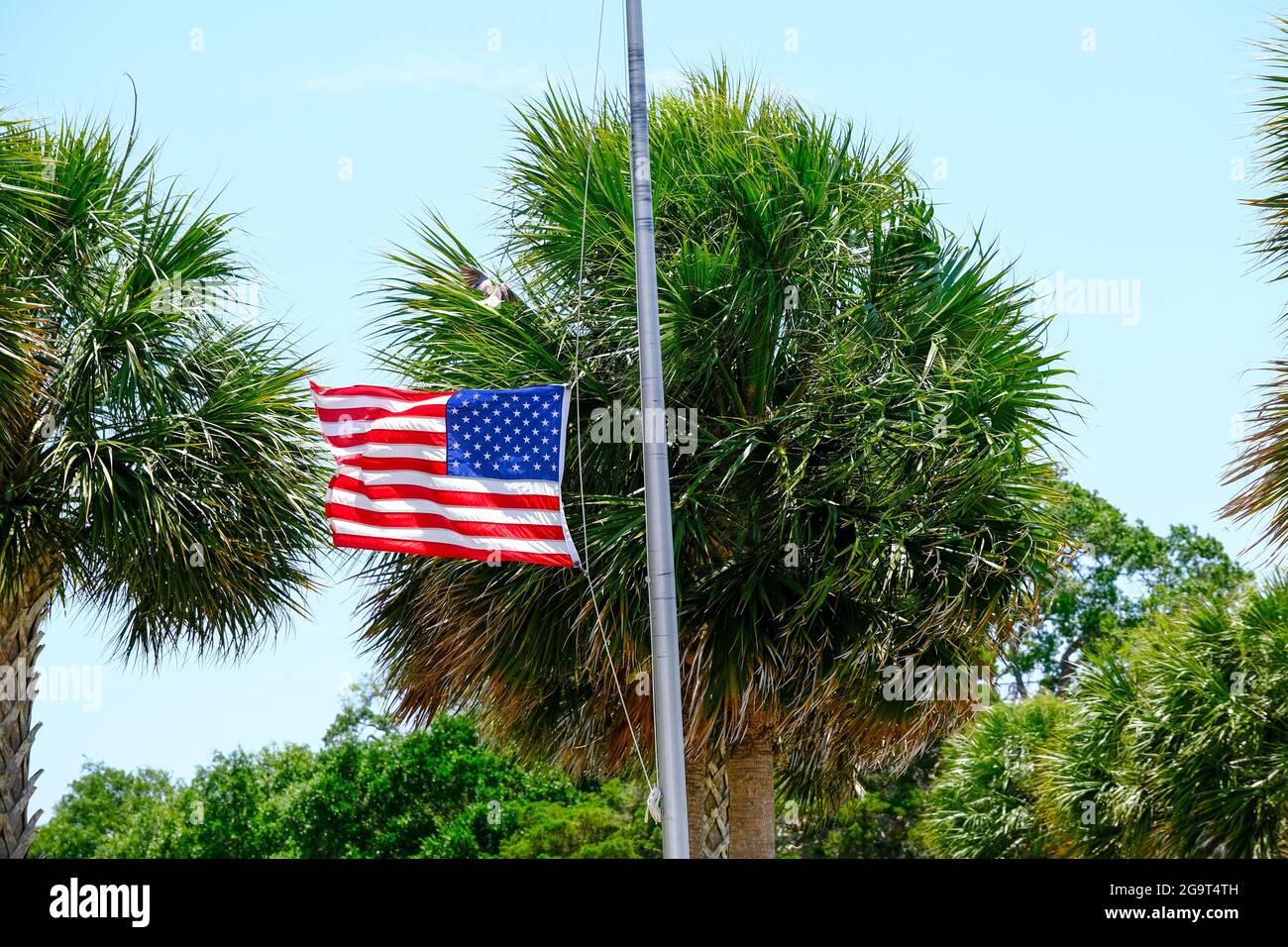 Flag at Half Mast on Palm Tree Stock Photo Alamy
