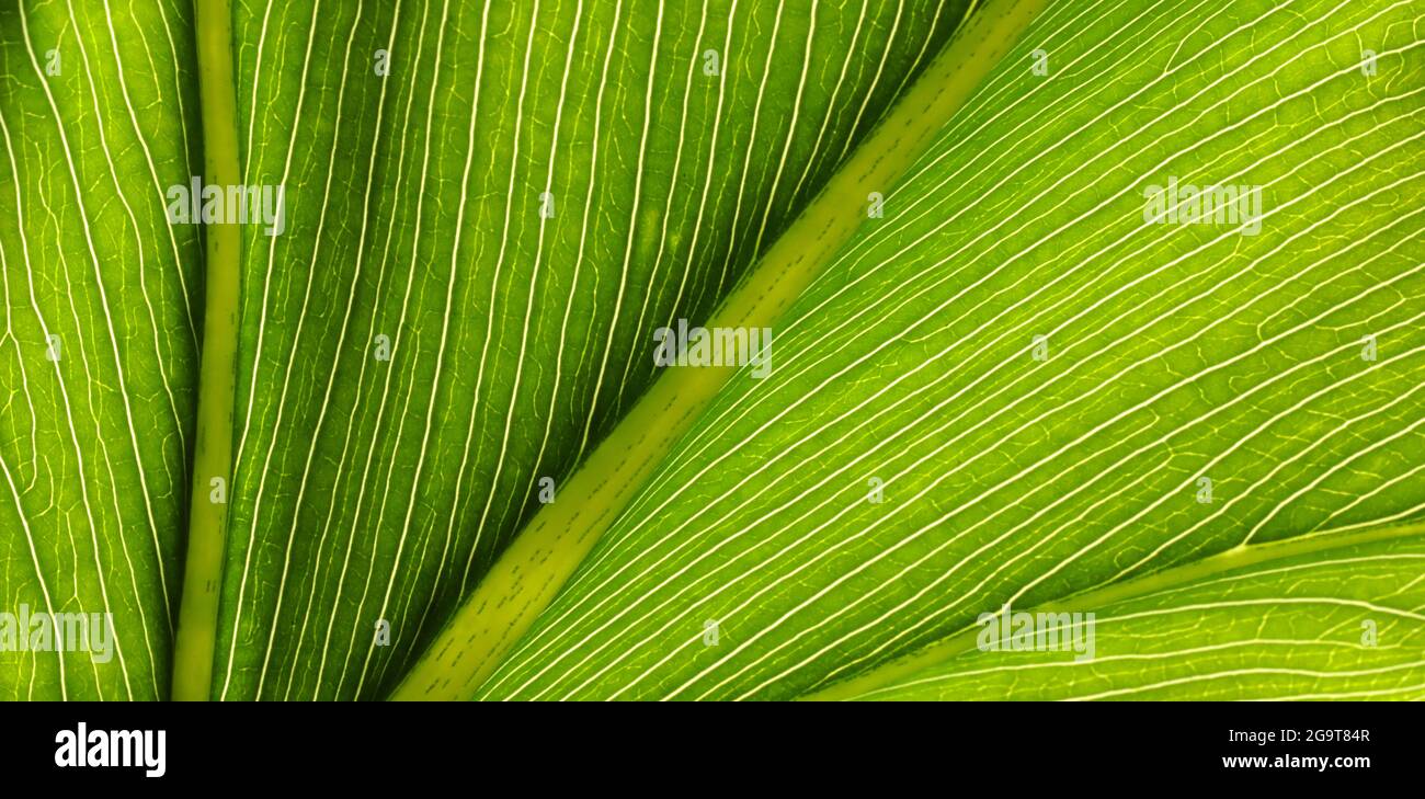 A stunning rich luminous bright yellow green pattern created by a macro view of the veins and cellular structure of a tropical leaf. Beautiful nature Stock Photo