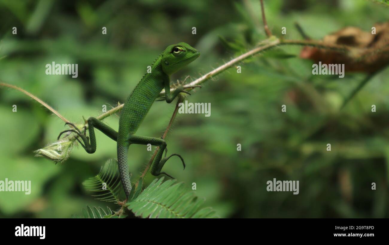 Close up of a curious baby oriental garden lizard looking while sitting top of a branch of sensitive plant Stock Photo
