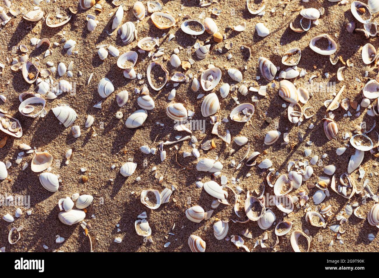 Seashells On The Beach Top