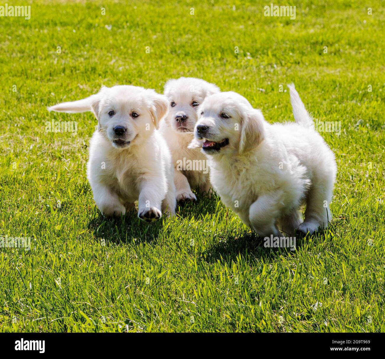 Golden Retriever Puppies Playing Hi res Stock Photography And Images Golden Retriever Puppies Playing Hi res Stock Photography And Images